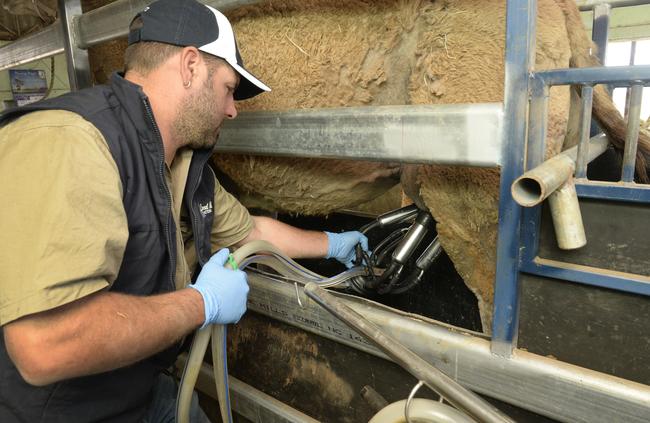 The supply of camel milk in Australia is growing. Picture: Greg Scullin