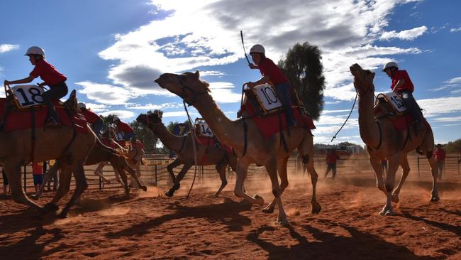 ‘Eat my dust’: Competitors in the Uluru Camel Cup races. Picture: AAP Image