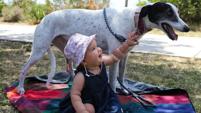 NAB’s financial wellbeing survey found pets have the biggest impact on people’s wellbeing (58 per cent) followed by personal relationships (49 per cent). Picture: NCA NewsWire / Gaye Gerard