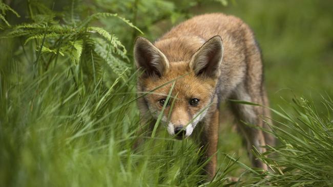 No fox baiting in a neighbouring national park has resulted in an influx of foxes in built up areas of Sydney.