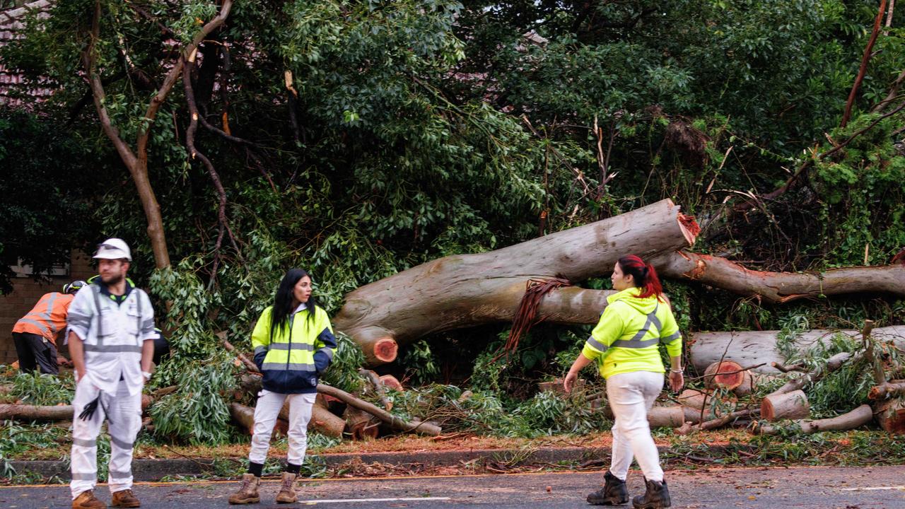 A massive tree came crashing down at Pymble on the upper north shore. Picture: NCA NewsWire / David Swift