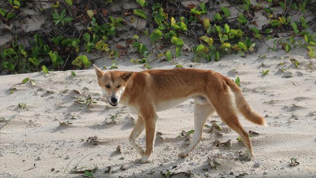 are dingoes a pest