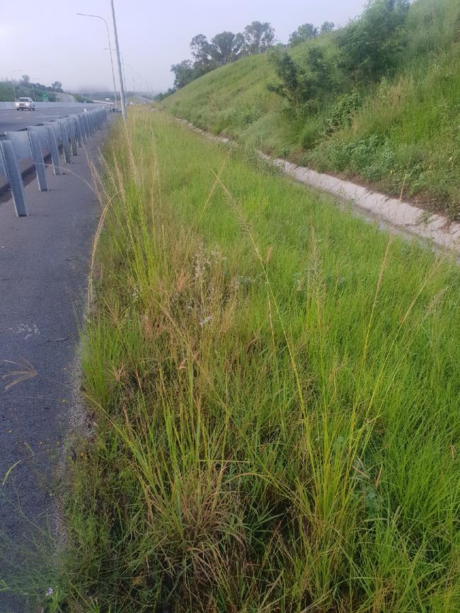 Giant Rats Tail Grass growing on the side of the Bruce Highway near Gympie.
