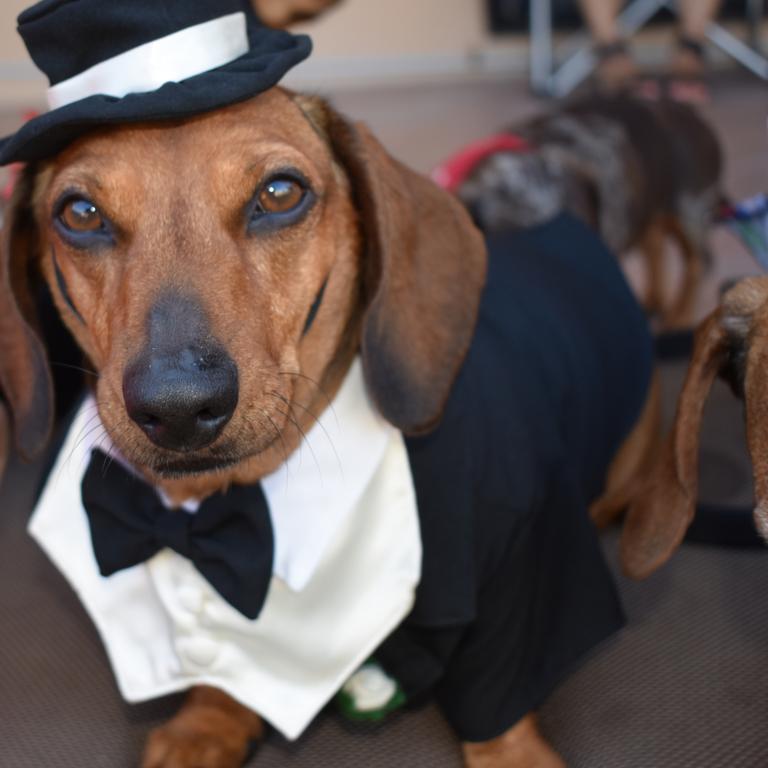 Duke dressed in his tuxedo. Owner Rose Borresen, of Shoal Point, said Duke is a therapy dog. Photo: Janessa Ekert