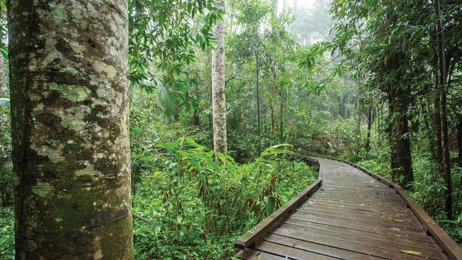 The lush subtropical Eungella rainforest, situated near the proposed location for the Pioneer-Burdekin pumped hydro scheme, is renowned for its unique flora and fauna. Picture: Mackay Tourism