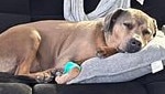 American staffy Dusty is recovering at home after being bitten by a snake. Picture: Supplied