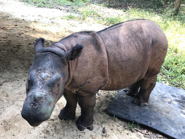 A shot of a baby rhino taken by Sherlock at the Sumatran sanctuary.