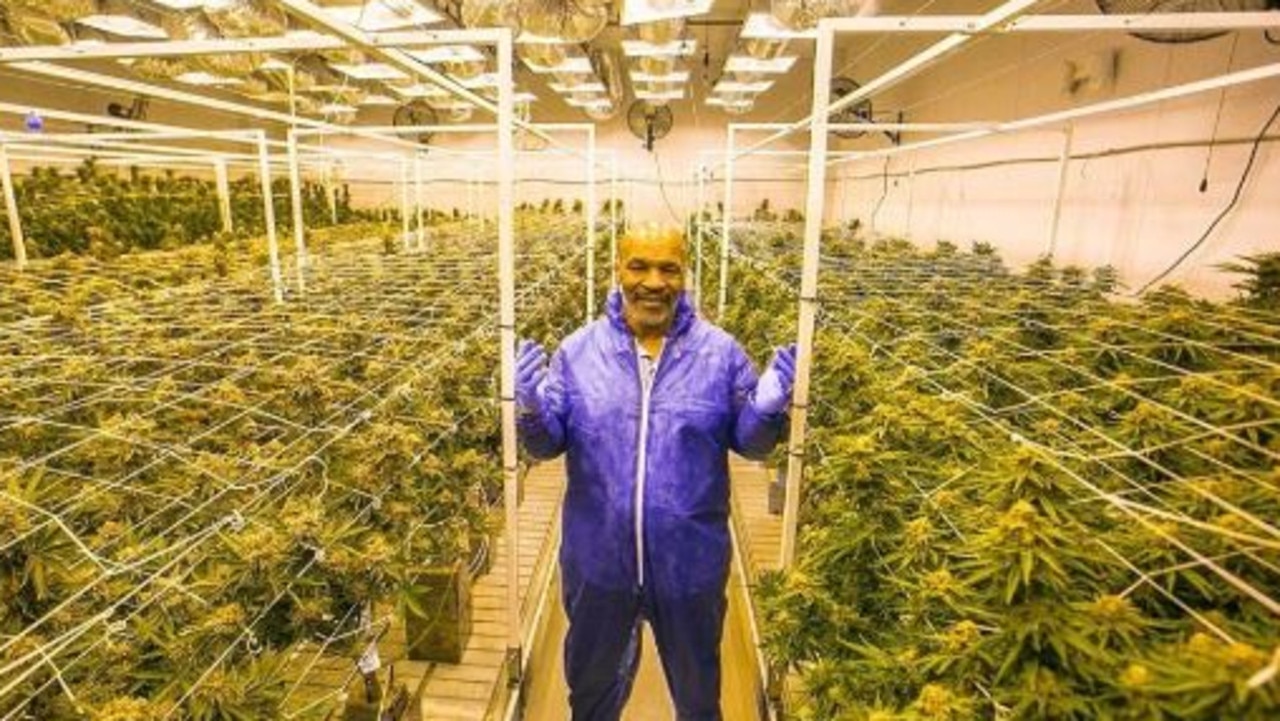 Boxing legend Mike Tyson claims he smokes about $59K of cannabis a month at his cannabis farm.