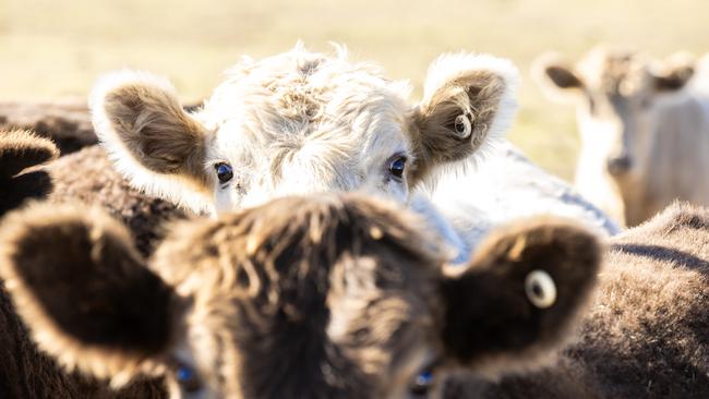 Long View Farm and Meats cattle. Picture: Zoe Phillips