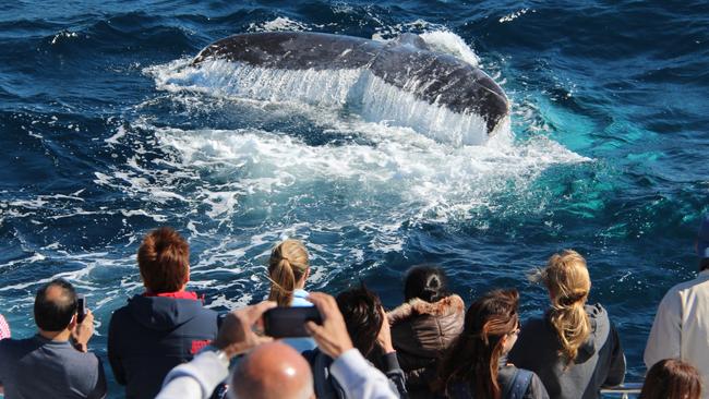 One of the first whales of the season passes the Coast. Photo by Sea World Whale Watch