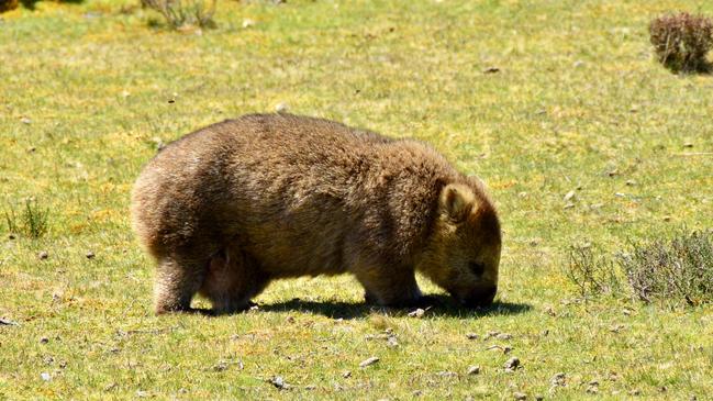 Wombats spotted in Tasmania, Australia. Picture: Rae Wilson