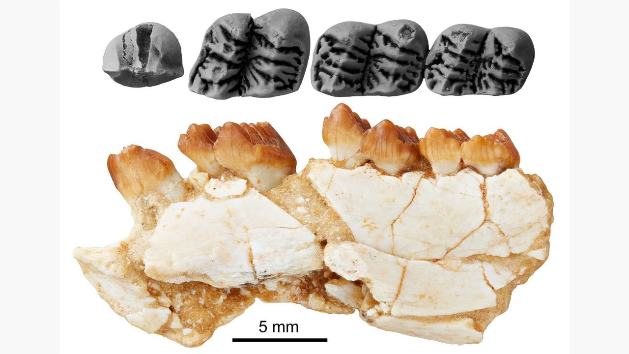 Chunia pledgei (an early possum that has since become extinct) cheek teeth preserved in the right lower jaw. The fossils were found in Pwerte Marnte Marnte. Picture: Arthur Crichton