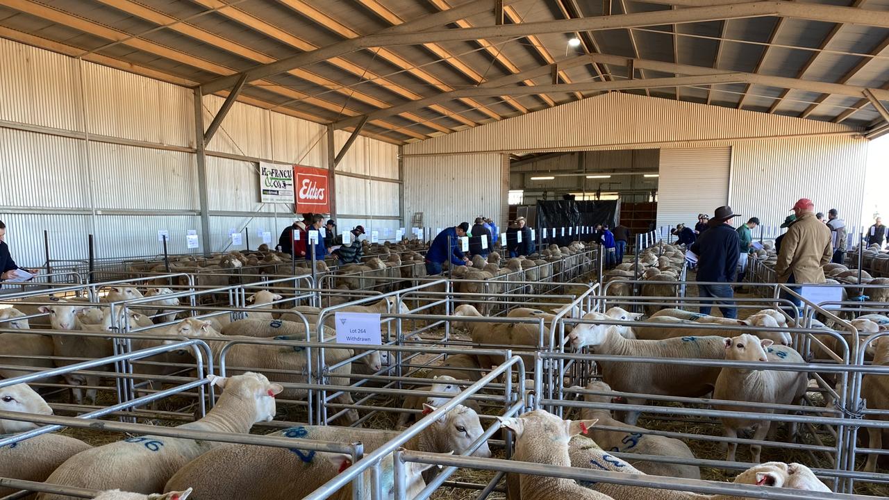 Trigger Vale ram sale: How wool and terminal sires performed | The ...