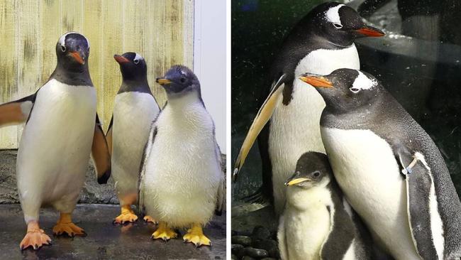 Sphen and Magic are fathers of two chicks. Picture: Sea Life Sydney Aquarium