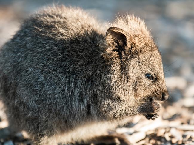 Quokkas.