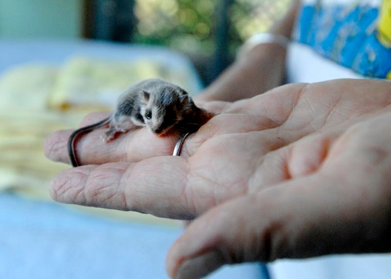 An infant Feathertail Glider, about 85 days old, was found all alone and handed into Katy Stewart of WIRES. Picture: Jay Cronan