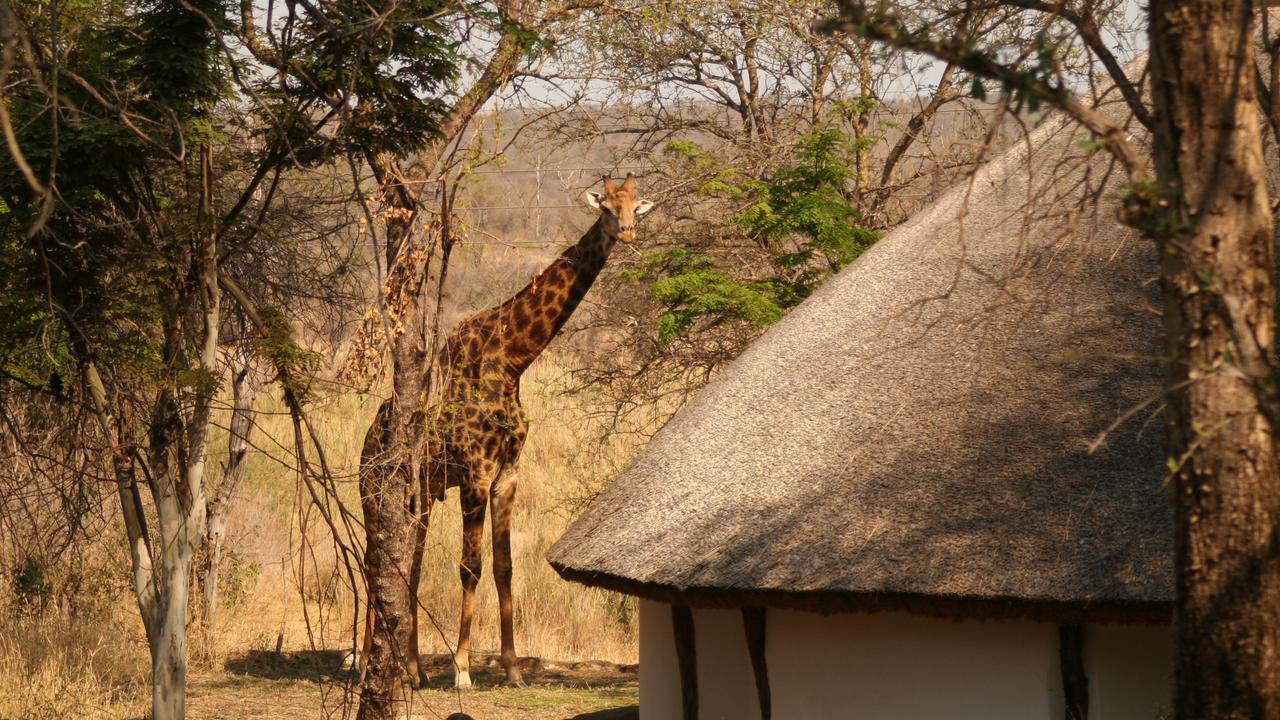 Best Cheap African Safaris, And Best Safari Luxury Lodges South Africa ...