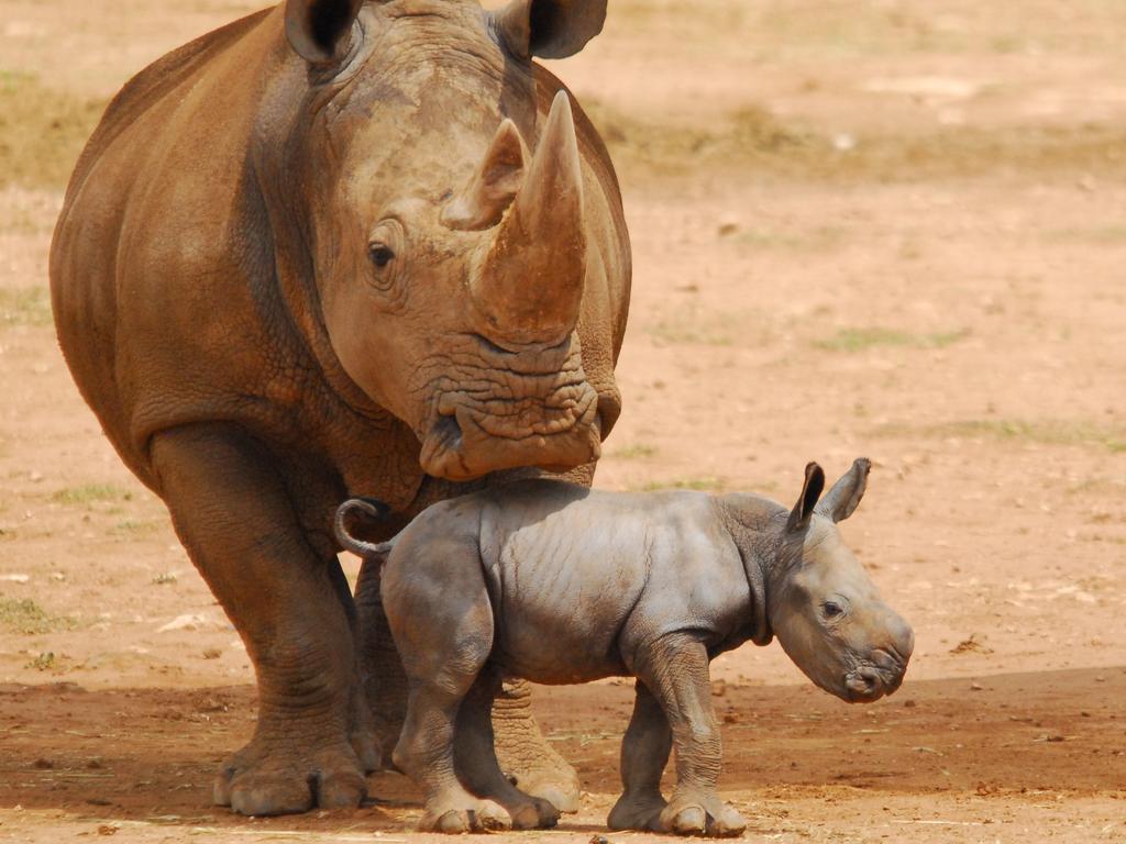 Monarto Zoos Rare Rhino Calf Dies Suddenly As Giraffe Is Born The