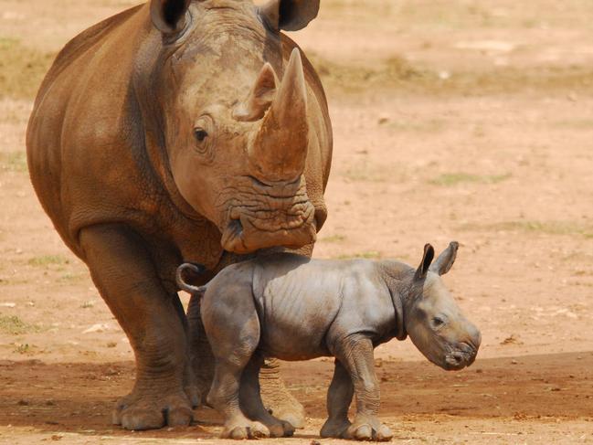 Umqali with her rhino calf Imani. Picture: Zoos SA / Geoff Brooks