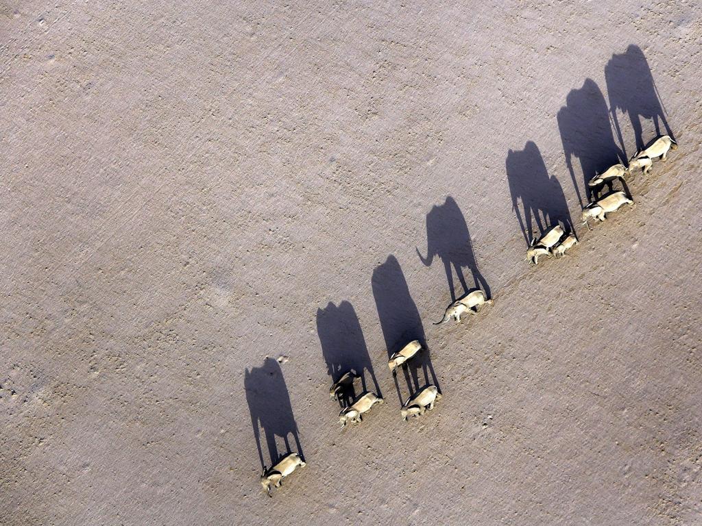 Marching Desert Elephants in Damaraland, Namibia. Picture: Michael Poliza/Caters News