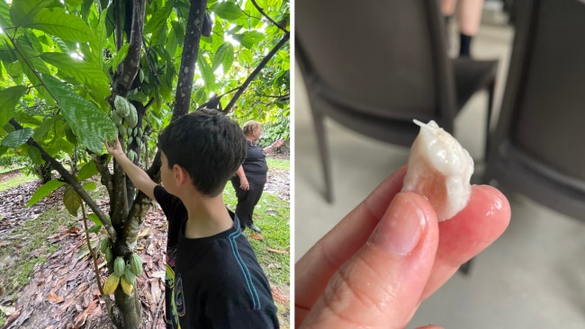 This is a cocoa bean! The kids were excited to see how chocolate is made at the Australia Chocolate Farm. Image: Leah Goulis / Kidspot