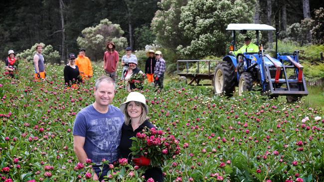 Perfect spot: Fred and Alison Guilbert among the flowers at Peonietta. The North-West operation is understood to be one of the biggest peony growers in Australia. Pictures: Chris Kidd