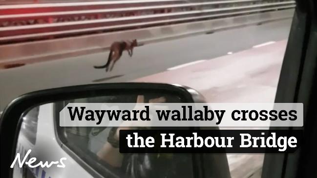 Wayward Wallaby crosses the Harbour Bridge