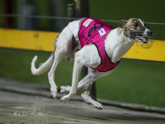 WENTWORTH PARK greyhounds.