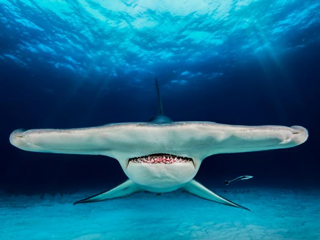 Underwater Photographer of the Year 2018. RUNNER UP Category 8. Up & Coming Credit name: Jacob Degee/UPY 2018 Nationality: Poland Image caption: The Hammer Country taken: Bahamas Location: Bimini. “Glorious, mighty, curious but shy four meter long ladies. The Great Hammerheads were slowly circulating around us. It was the opportunity to do what I had in my mind for months. “Stay calm, be patient” was constantly echoing in my mind. Sitting on a soft sandy bottom, facing against the sun I could have only waited. And there she was coming directly at me...”