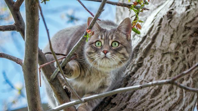 Onkaparinga Council will advocate with the State Government for stricter cat legislation. Picture: iStock