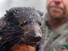 Crucial Tassie devil breeding program hit by NSW floods