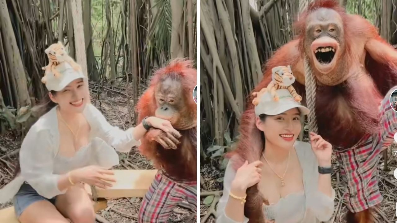 Beijing Zoo: Orangutan cops a feel of posing tourist