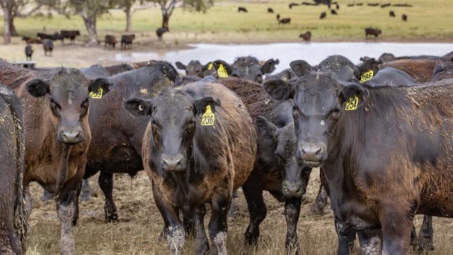 LIVESTOCK: Mike O'Halloran angus weaners Mike O'Halloran with his angus weaners on his farm at MansfieldPICTURED: Generic farm. Angus cattle. Weaners. Weaner cattle. Stock Photo.Picture: Zoe Phillips