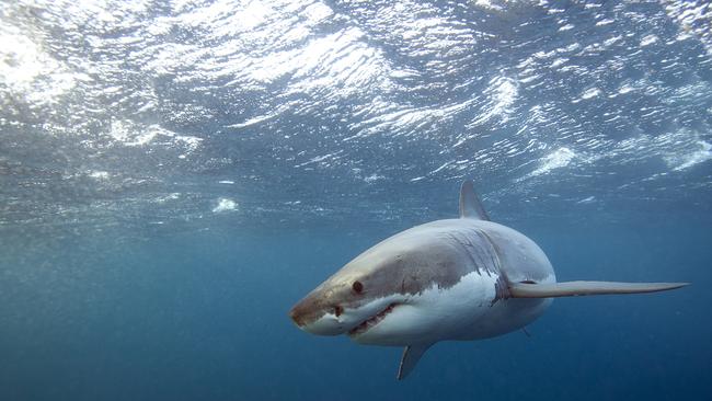 A woman has been bitten by a shark off Geraldton. Stock image. Picture: Getty