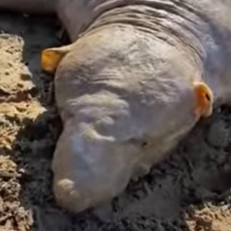 The spooky creature that was washed away by the river in Gournes, after bad weather. Picture: Newsflash/australscope