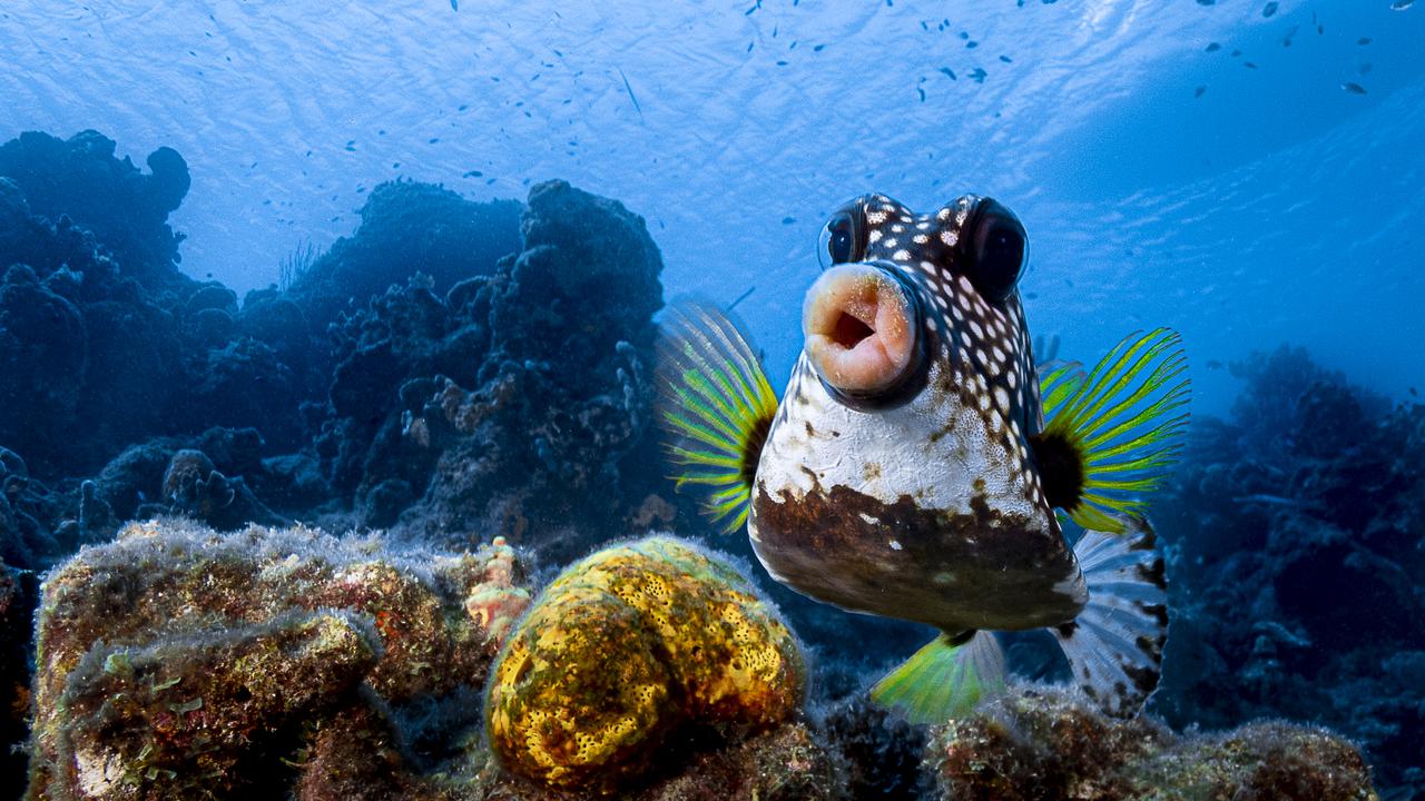 “Sweet lips are for kissing!: This picture was taken at Curacao, Dutch Caribbean. Usually box fishes are difficult to take pictures of, since they do not have a problem of a diver coming close, but if you show interest, they always turn the back and not the face to you.” Picture: The Comedy Wildlife Photography Awards 2021/Philipp Stahr