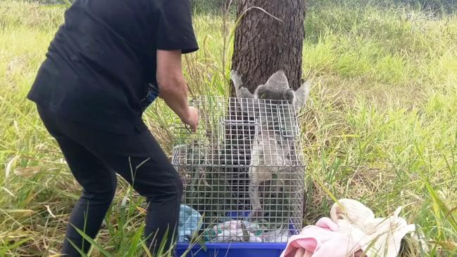 Harrison the koala found and released back into Tillack Park in Mansfield. Photo: Kristy Muir