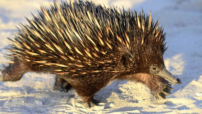 It would be more fun to hug one of these than go back on the system. Picture: Debrah Novak