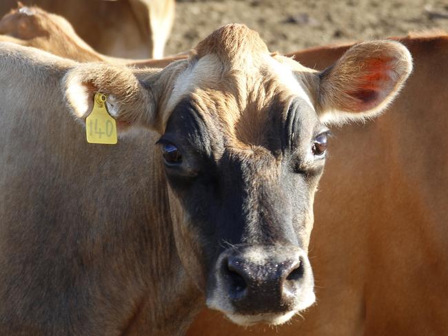 Dairy Farmer Luke Stock and his herd of Jersey cows.  Dairy farms in the Lockyer Valley region have been hit hard by the long summer and slow start to autumn in 2018.