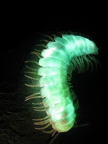 A multipede glows. Flickr edenpicture