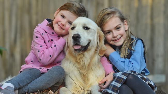 Sully the Golden Retriever with owners Chloe Stapleton, 4 and Isabella Stepleton, 6. Sully has megaeosphagus after eating recalled food, Advanced Dermocare. Picture: Tony Gough