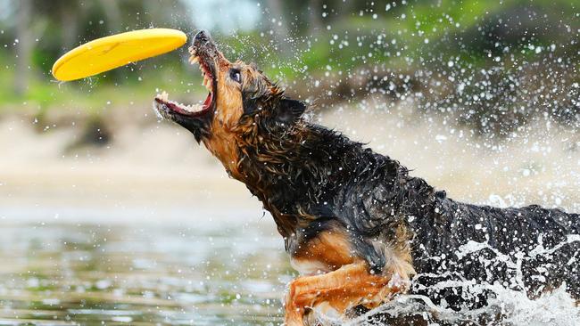 Dogs have been allowed at Stumers Creek, north of the Coolum Beach township, for many years. Photo Lachie Millard