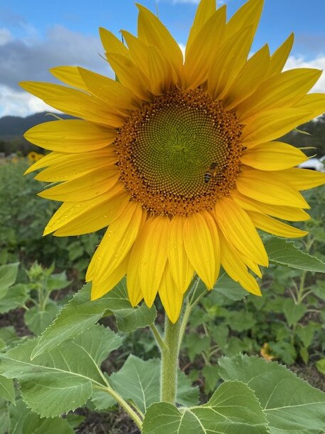 Freckle Farm owners Rob Bauman and Deb McLucas will open up their farm walks for the first time since coronavirus, on the weekend of October 10-11. For the first time the Eton farm tours will include sunflowers.