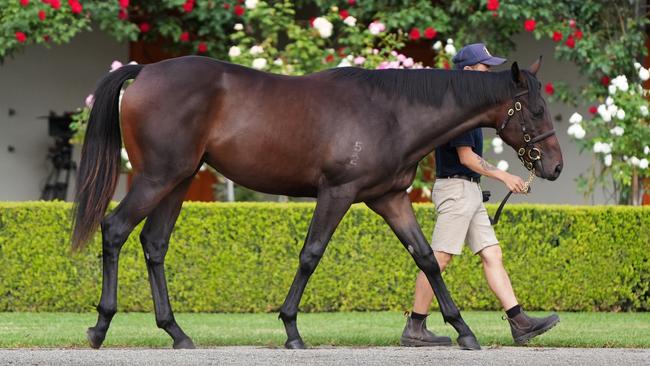 Winx’s first foal will go to auction on Monday. Picture: Adam Taylor / supplied