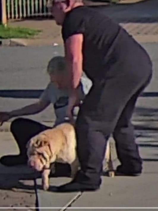 One of the two attacking dogs, believed to be a shar-pei. Picture: Facebook