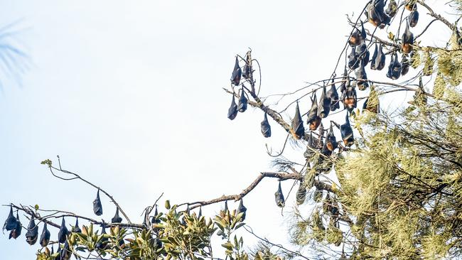 SA Health has warned people to not touch bats as they could be carrying potentially fatal diseases. Picture: Roy Van Der Vegt