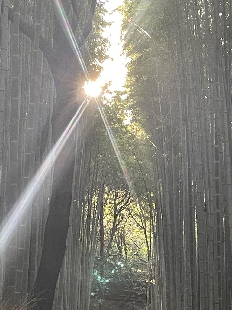 Despite the mega metropolises of Japan, nature is never far away. Just outside of Kyoto is the breathtaking Arashiyama’s Bamboo Forest. Picture: Supplied