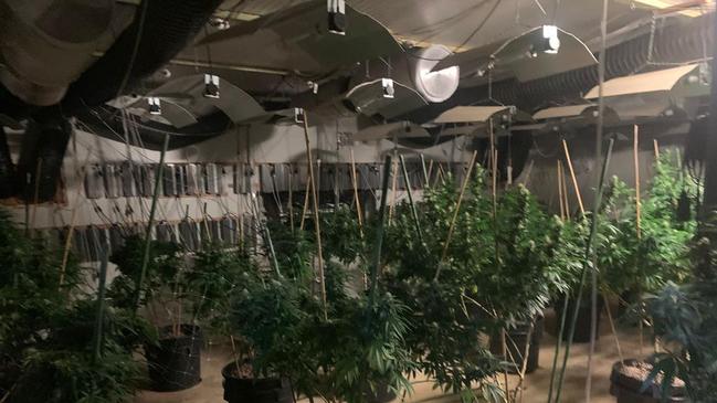 During a search, police located an indoor hydroponic setup containing more than 50 cannabis plants.