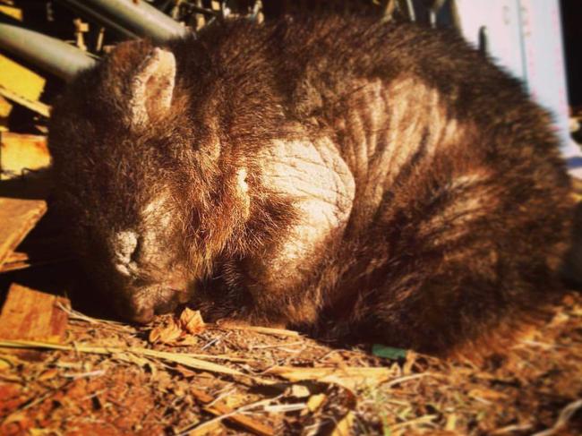 Images to go with story regarding Mange in Wombats