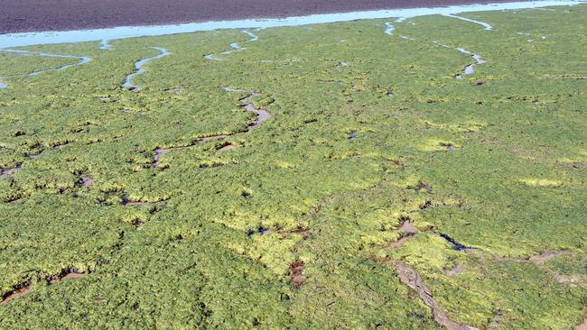 The algae on Dundowran Beach in 2015.